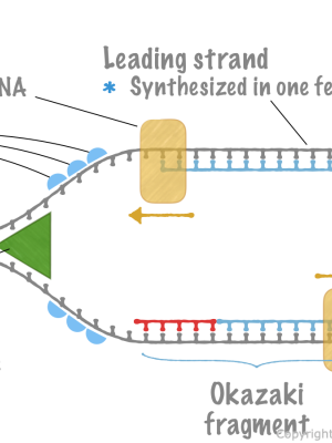 3. Cellular Genetics