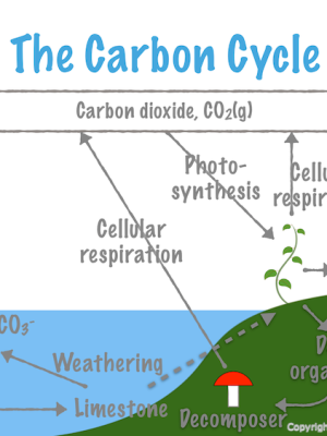 7. Ecology: Systems of Organisms