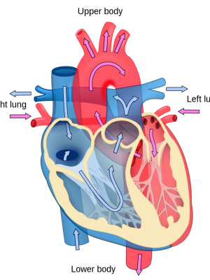 11. Human Physiology