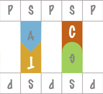 3.1. DNA: Structure and Function