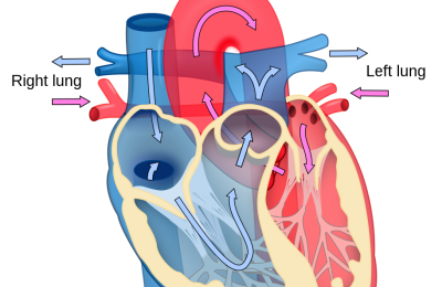 11.7.4. The Human Circulatory System. Heart, blood vessels and blood pressure