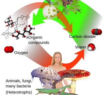 1.3. How Organisms Acquire Carbon and Energy