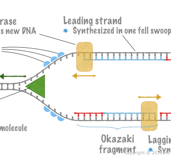 3.6. DNA Replication