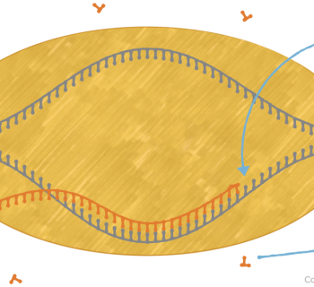3.2. Transcription