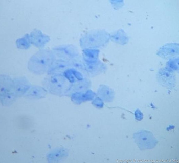 1.2. Cell Theory