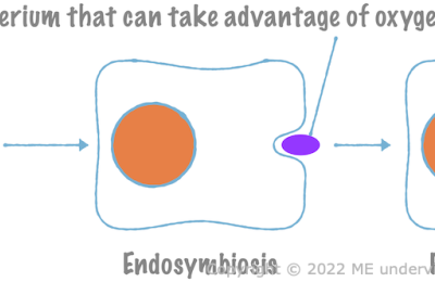 1.4. Three Types of Cells