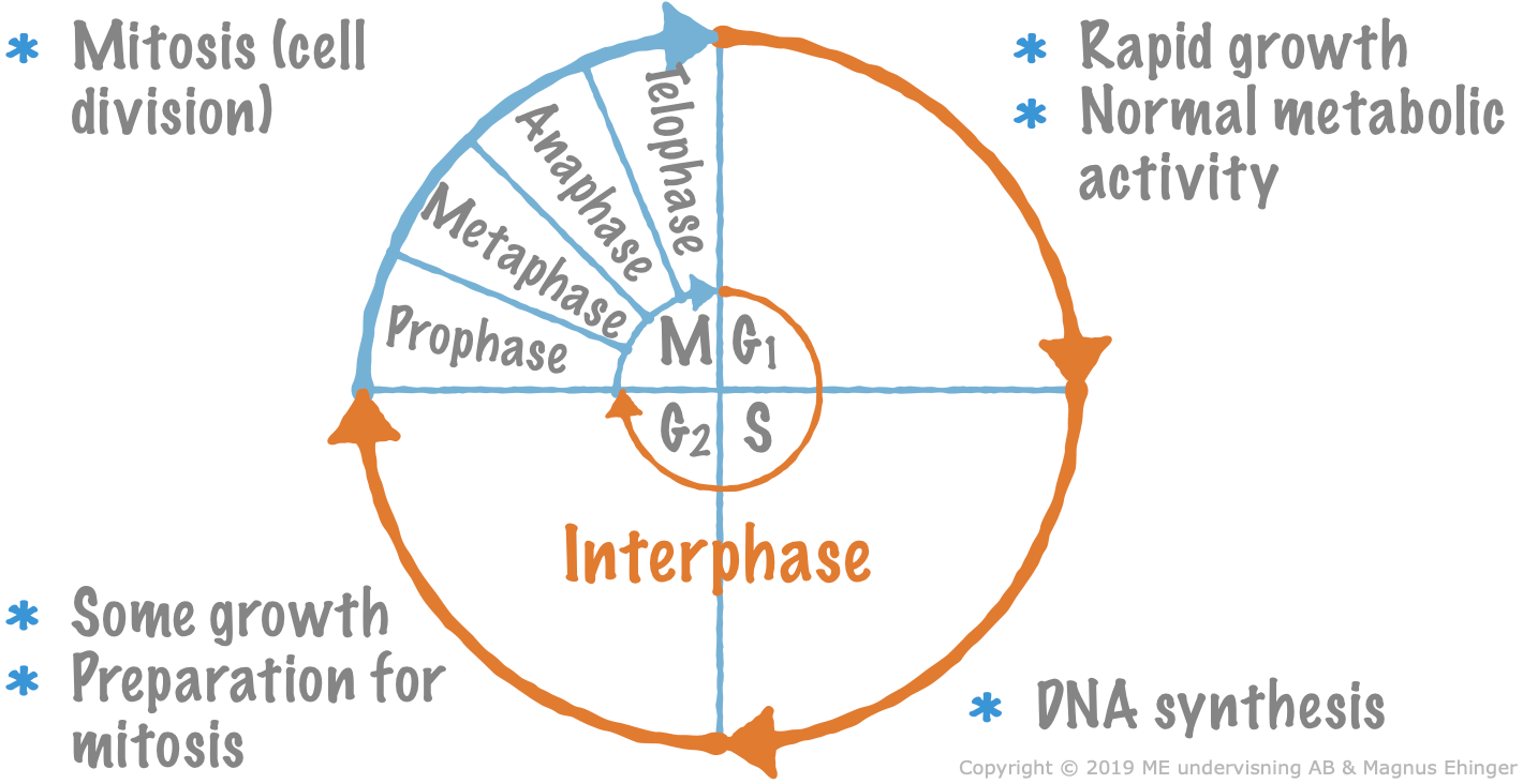 After the DNA has been replicated, the cell enters mitosis.