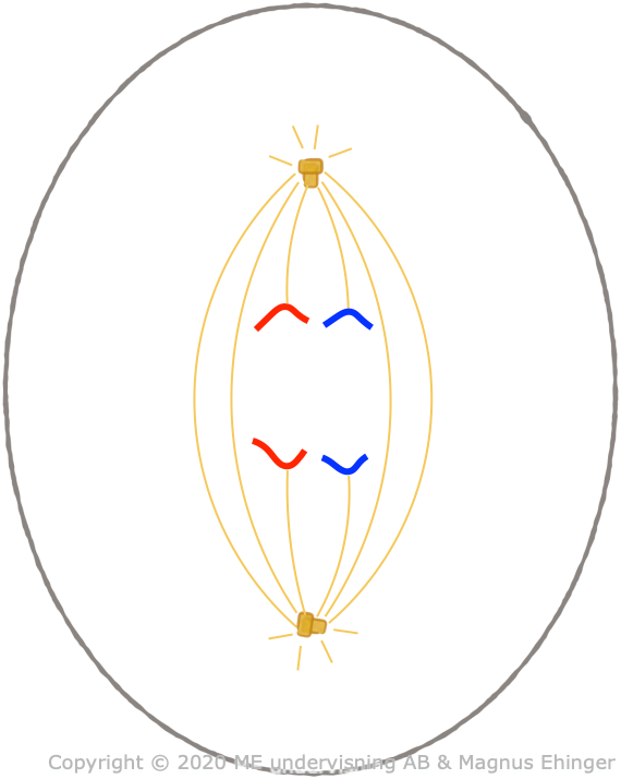 Anaphase.