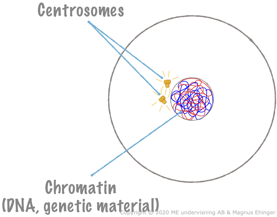 The DNA and the centrosome are copied during the S-phase in the interphase.