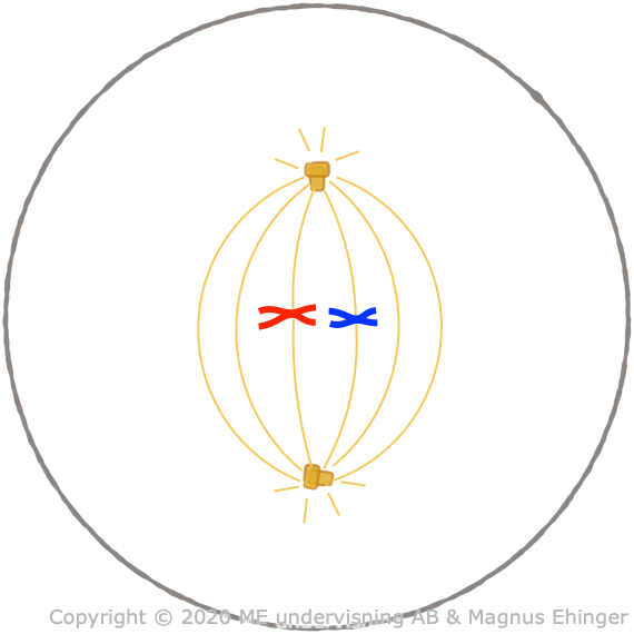 Metaphase.