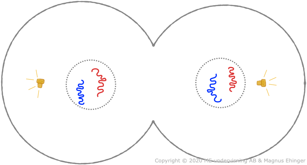 Telophase.