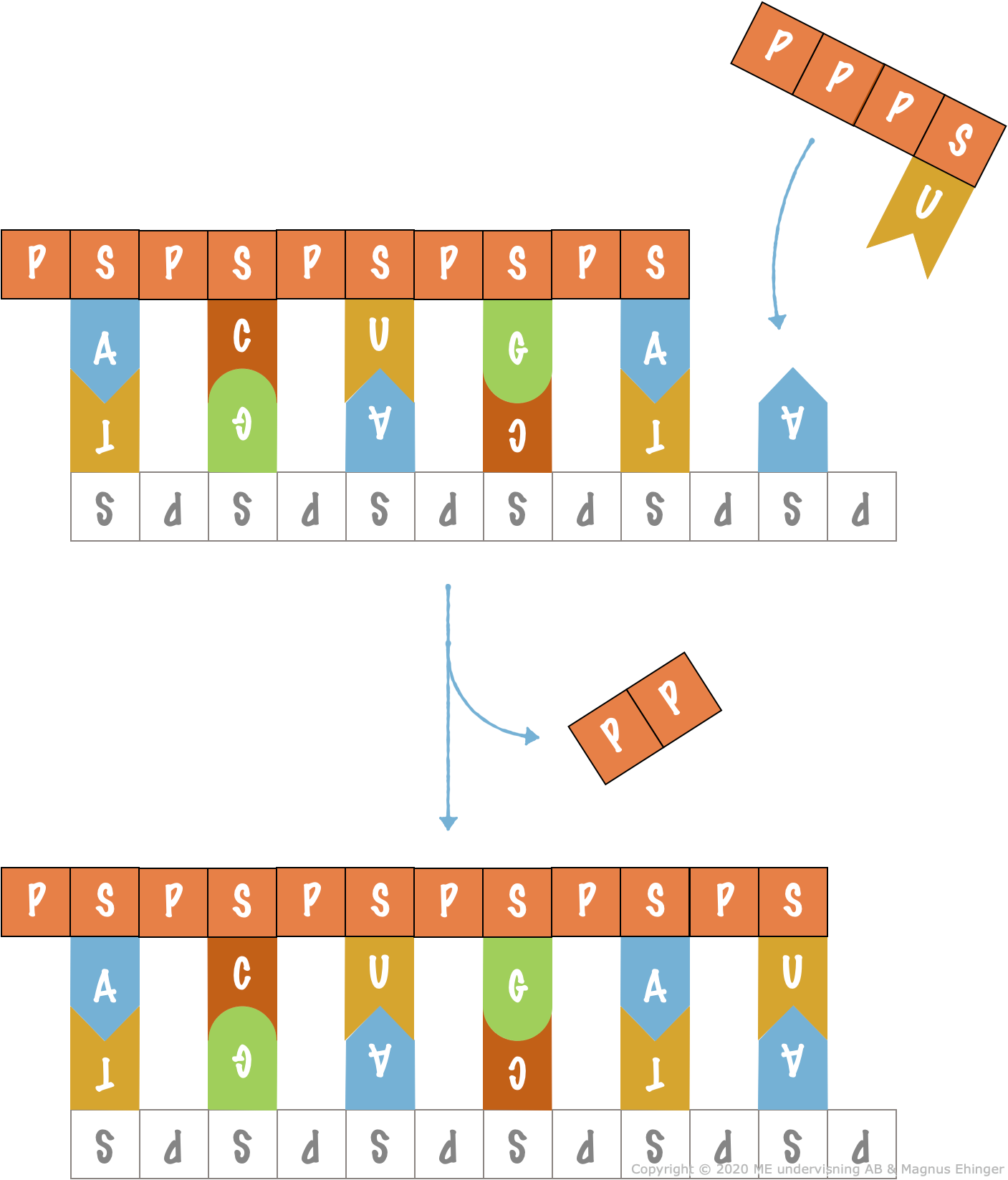 RNA synthesis.