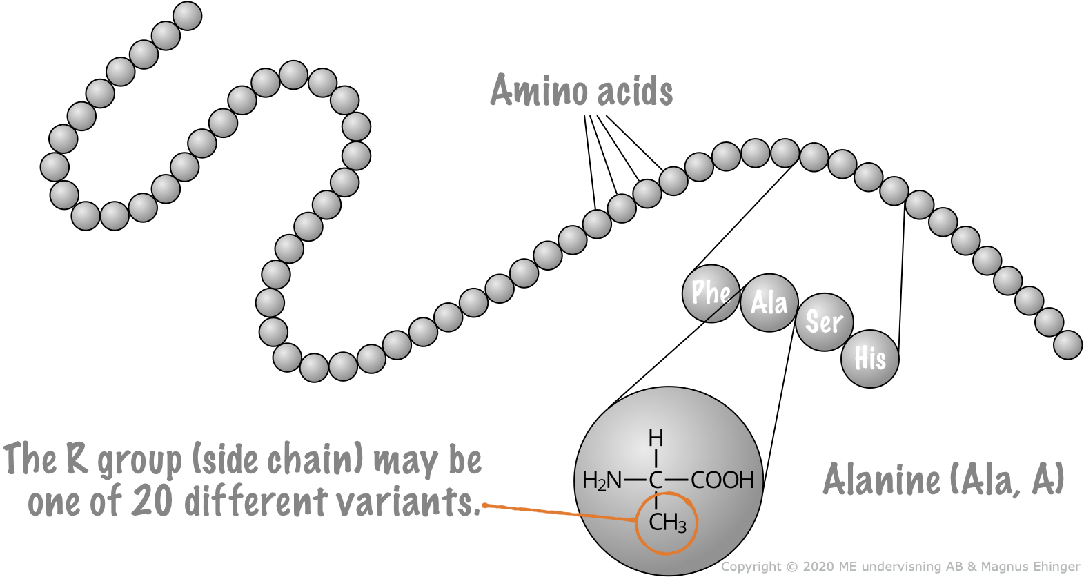 3.2. Transcription Mr. Ehinger's Biology