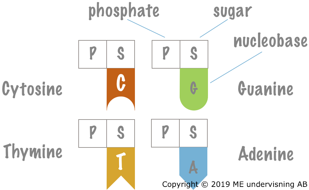 The nucleotides present in DNA.