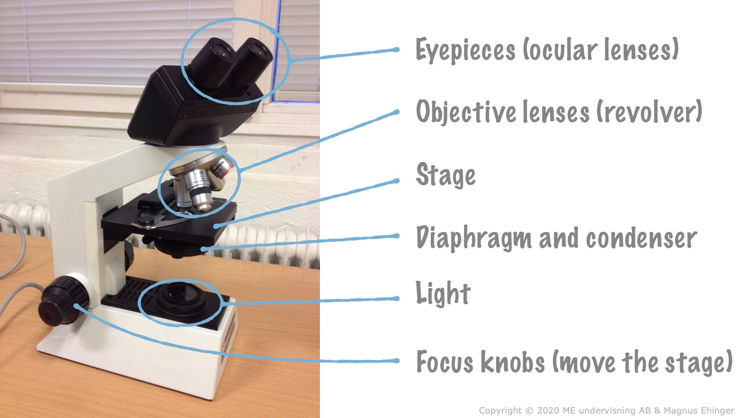 The parts of a modern light microscope.