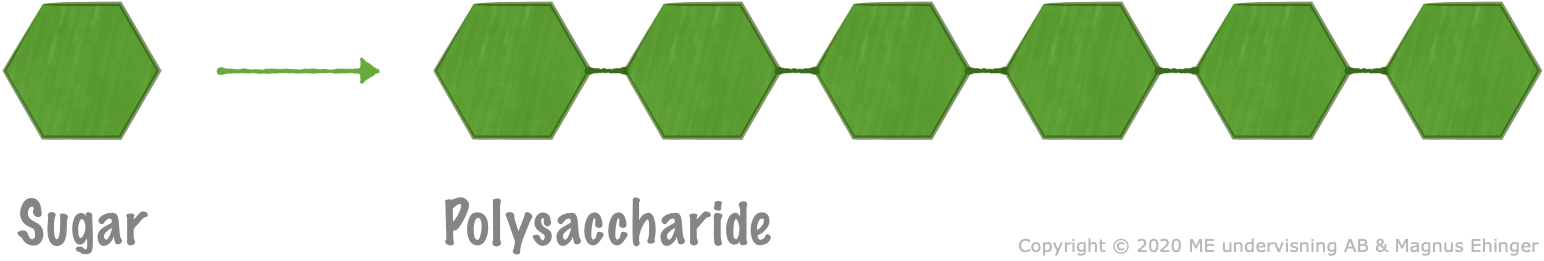 Polysaccharides are made from sugar.