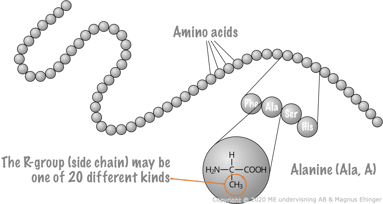 Proteins are made of amino acids strung together in a long, long chain.