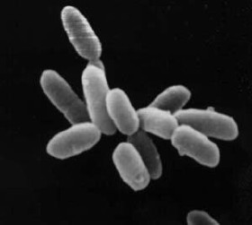 Some archaea (Halobacteria).