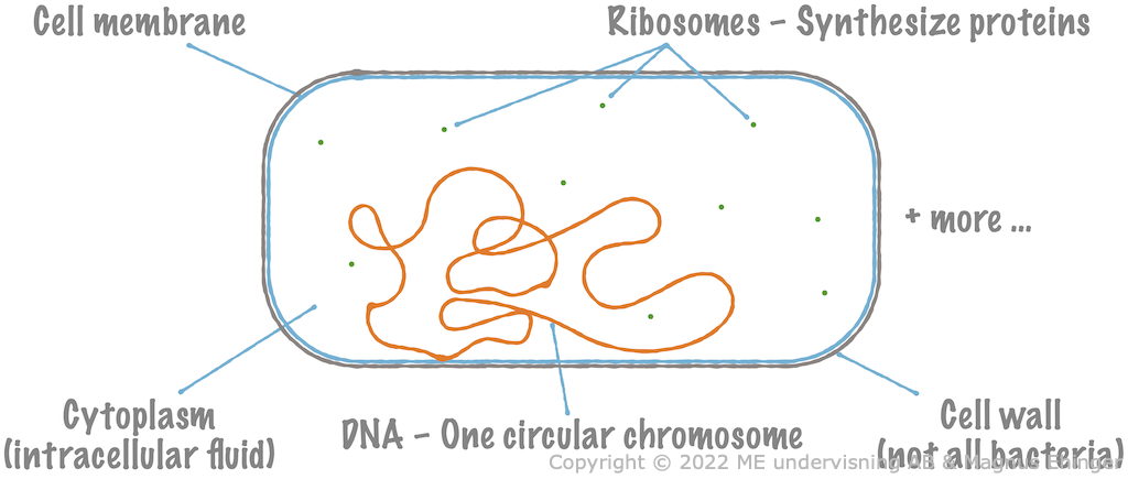 A typical bacterial cell.