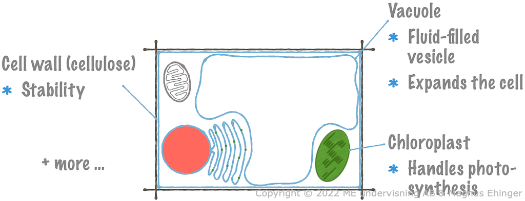 A typical plant cell.