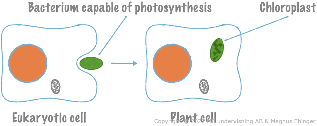 How plant cells formed.