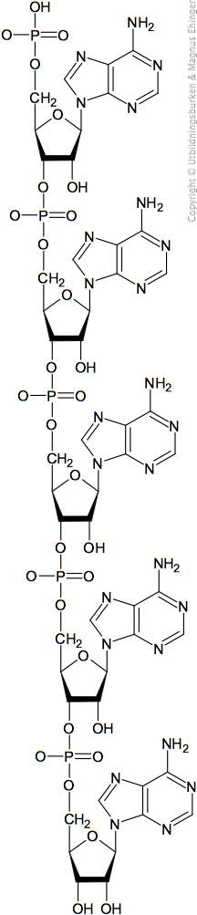 Several adenosine monophosphate molecules may be joined to form polyadenine. It is still not alive.